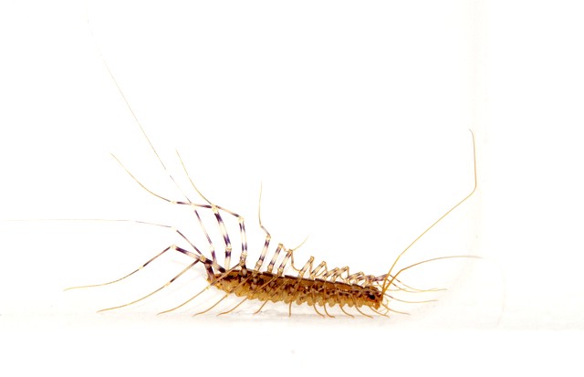 Scutigera Coleoptrata