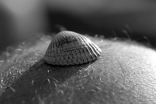 S en tamponner le coquillard Remi Chapeaublanc Photographer