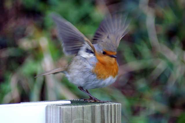 Petit oiseau