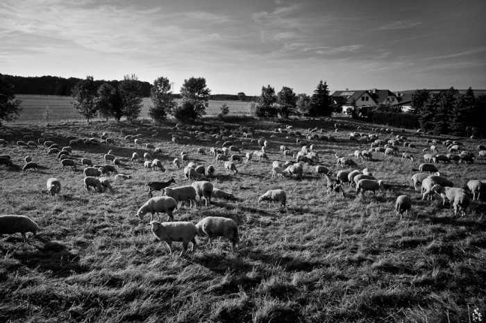 Les moutons et la chèvre