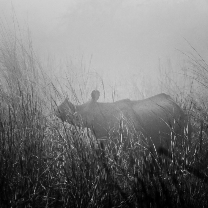 Rhinocéros au Népal