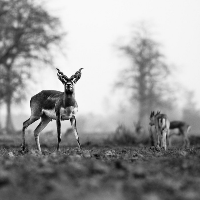 Blackbuck au Népal