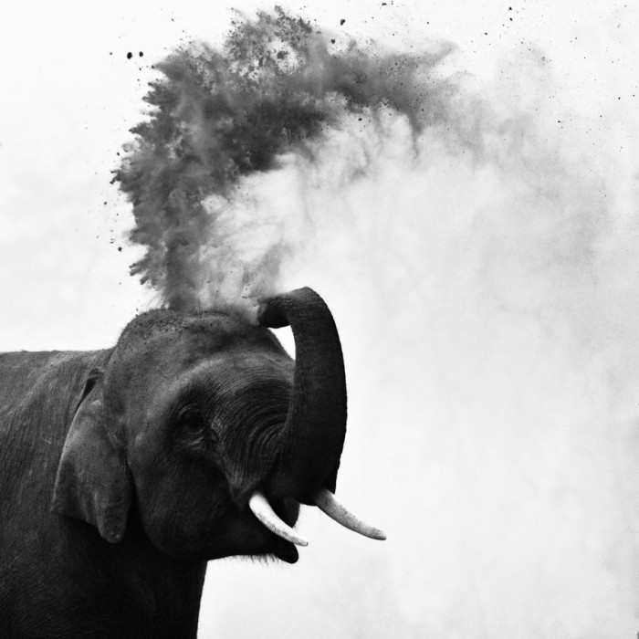 Elephant au Népal