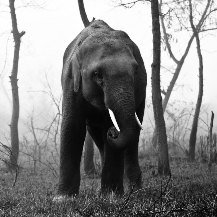 Elephant au Nepal
