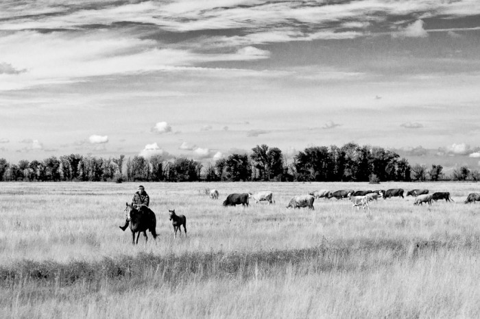 cowboy et son poulain