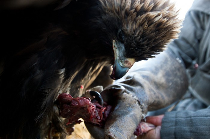 Chasse à l'aigle en Mongolie