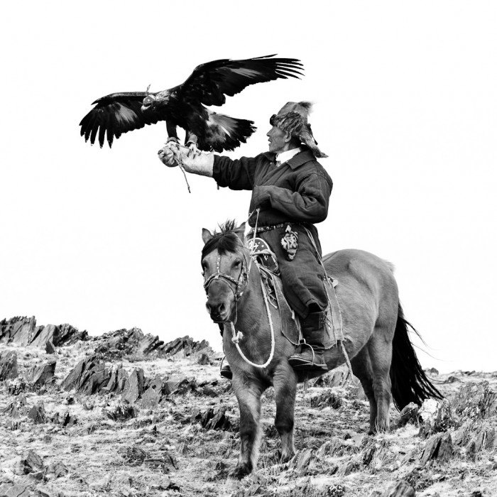 aigles en mongolie