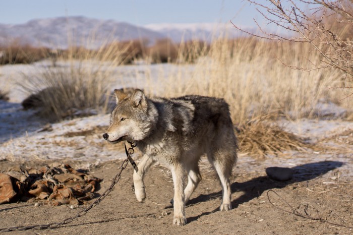 Loup gris de Mongolie
