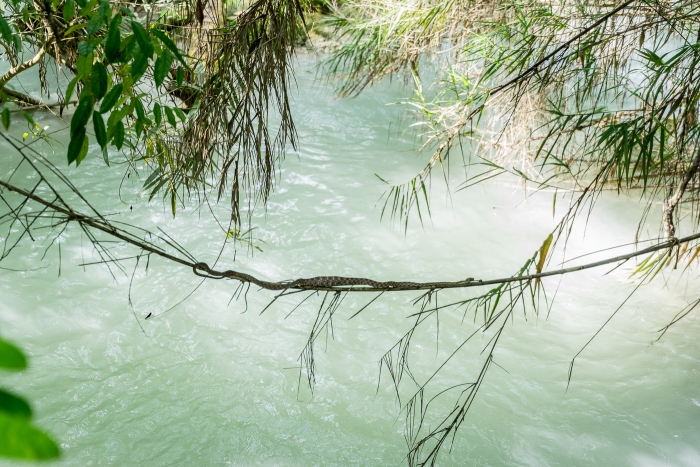 Kuang Si Falls and snake-3